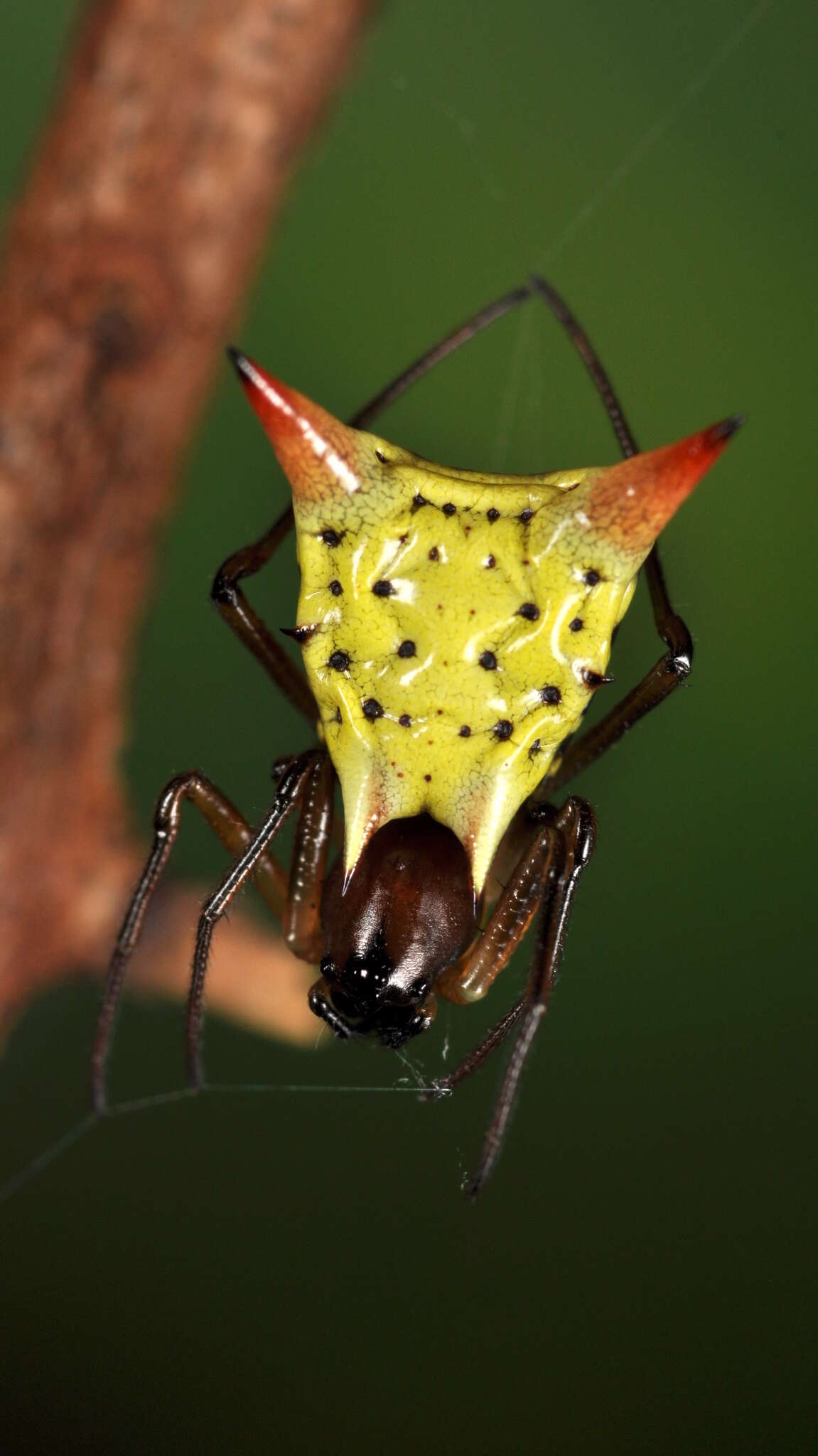 Imagem de Micrathena flaveola (Perty 1839)