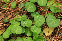 Image of Pyrola renifolia Maxim.