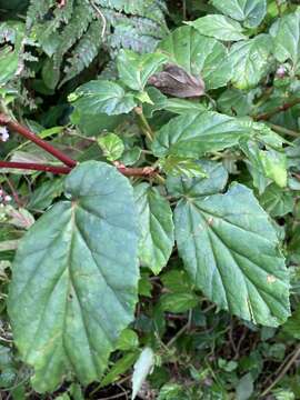 Image of Puerto Rico Begonia