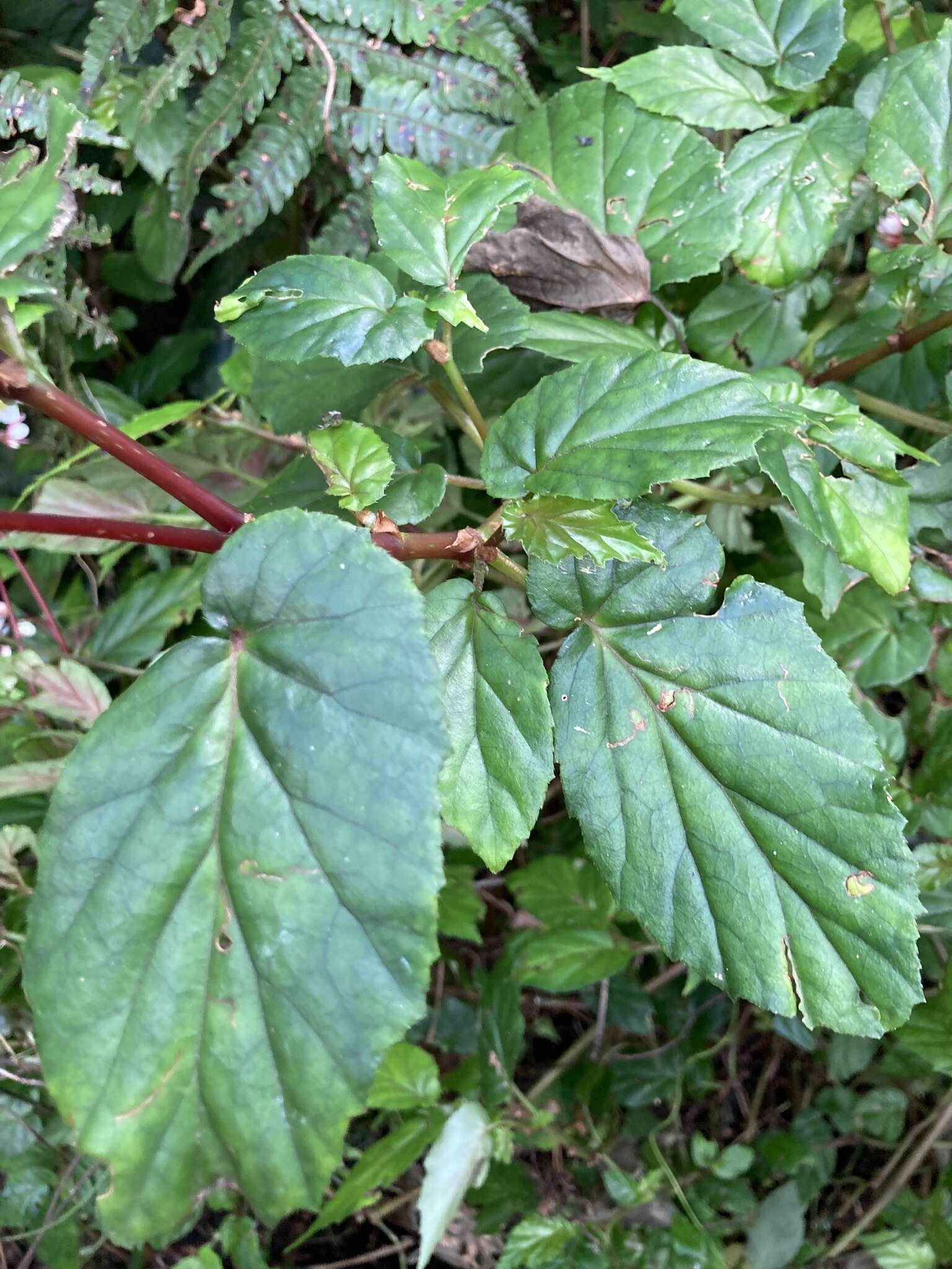 Слика од Begonia decandra Pav. ex A. DC.