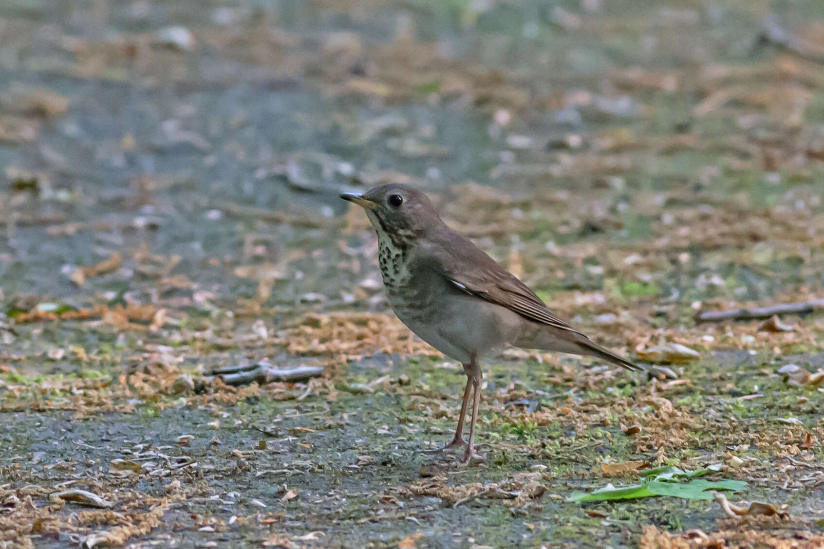 Image of Gray-cheeked Thrush