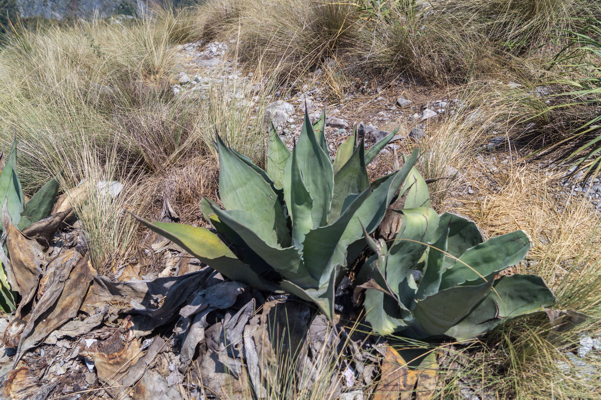 Image de Agave ovatifolia G. D. Starr & Villarreal