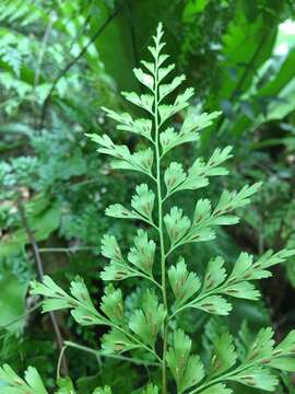 Plancia ëd Asplenium laserpitiifolium Lam.