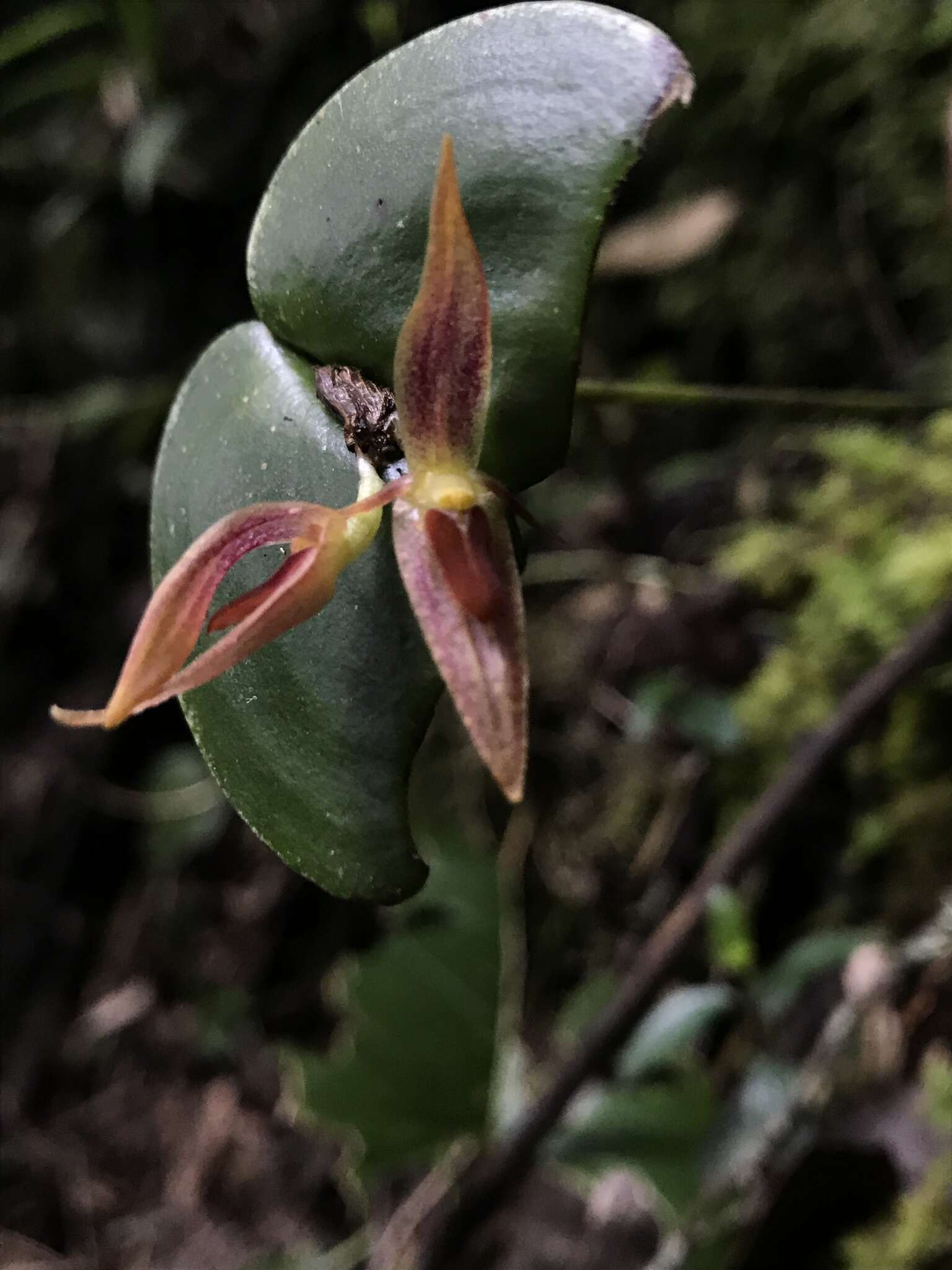 Image of Pleurothallis coriacardia Rchb. fil.