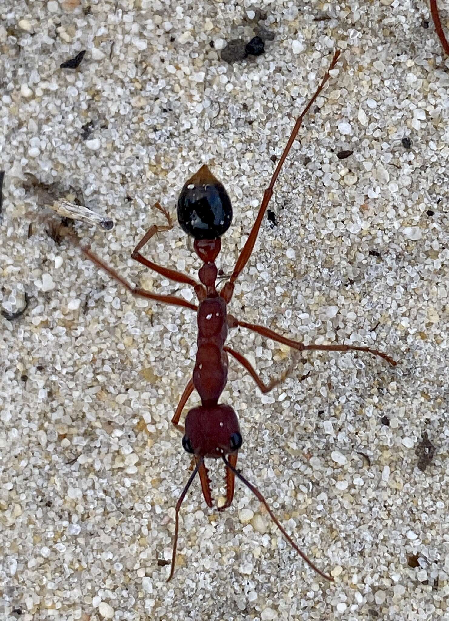 Image of Myrmecia analis Mayr 1862