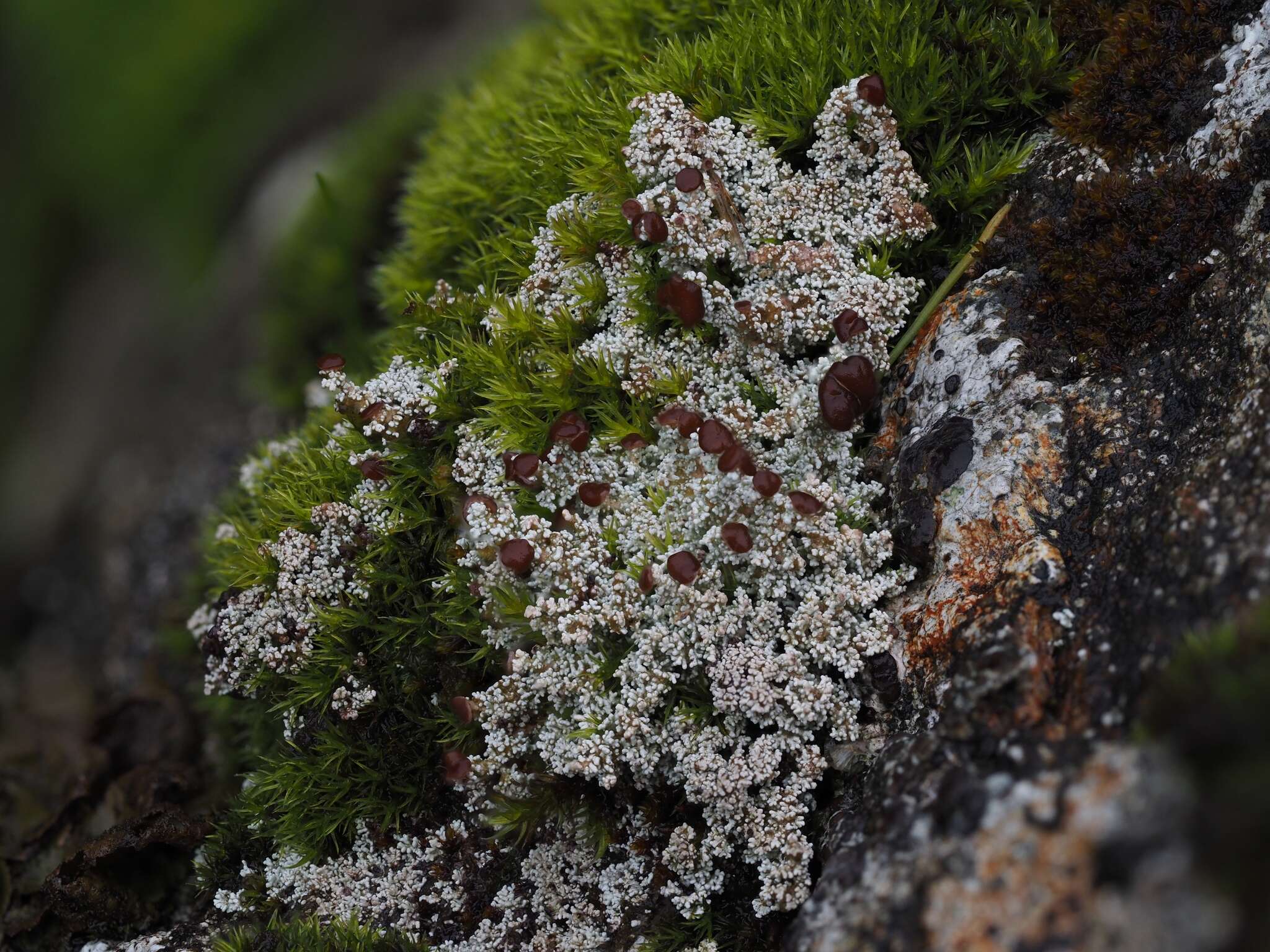 Stereocaulon dactylophyllum Flörke的圖片