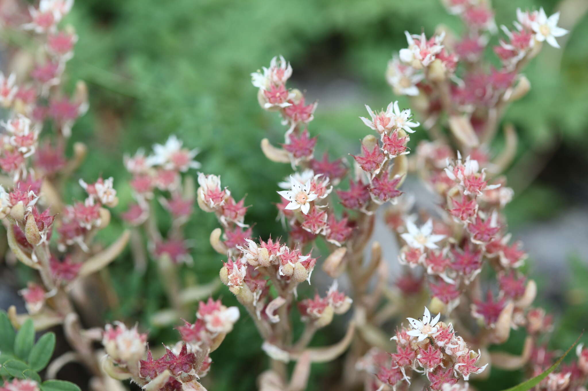 Sedum hispanicum L. resmi