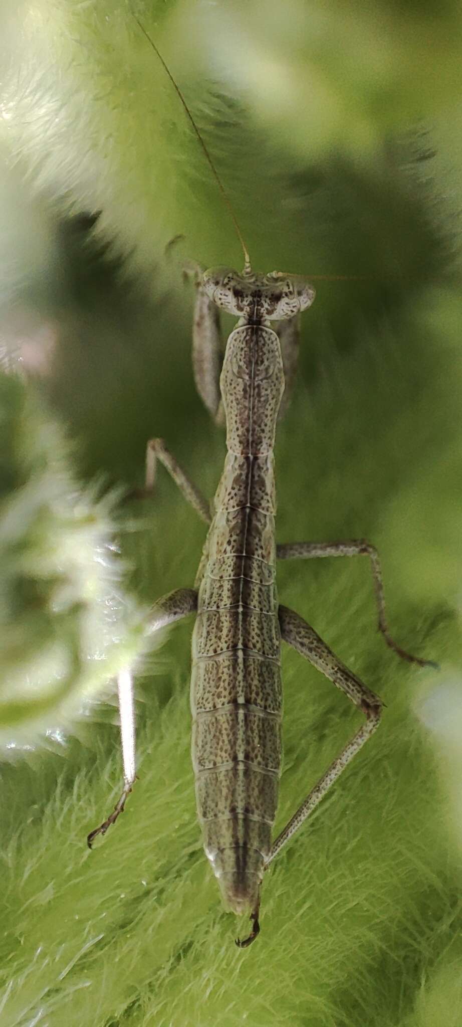 Image of Pseudoyersinia teydeana Chopard 1942