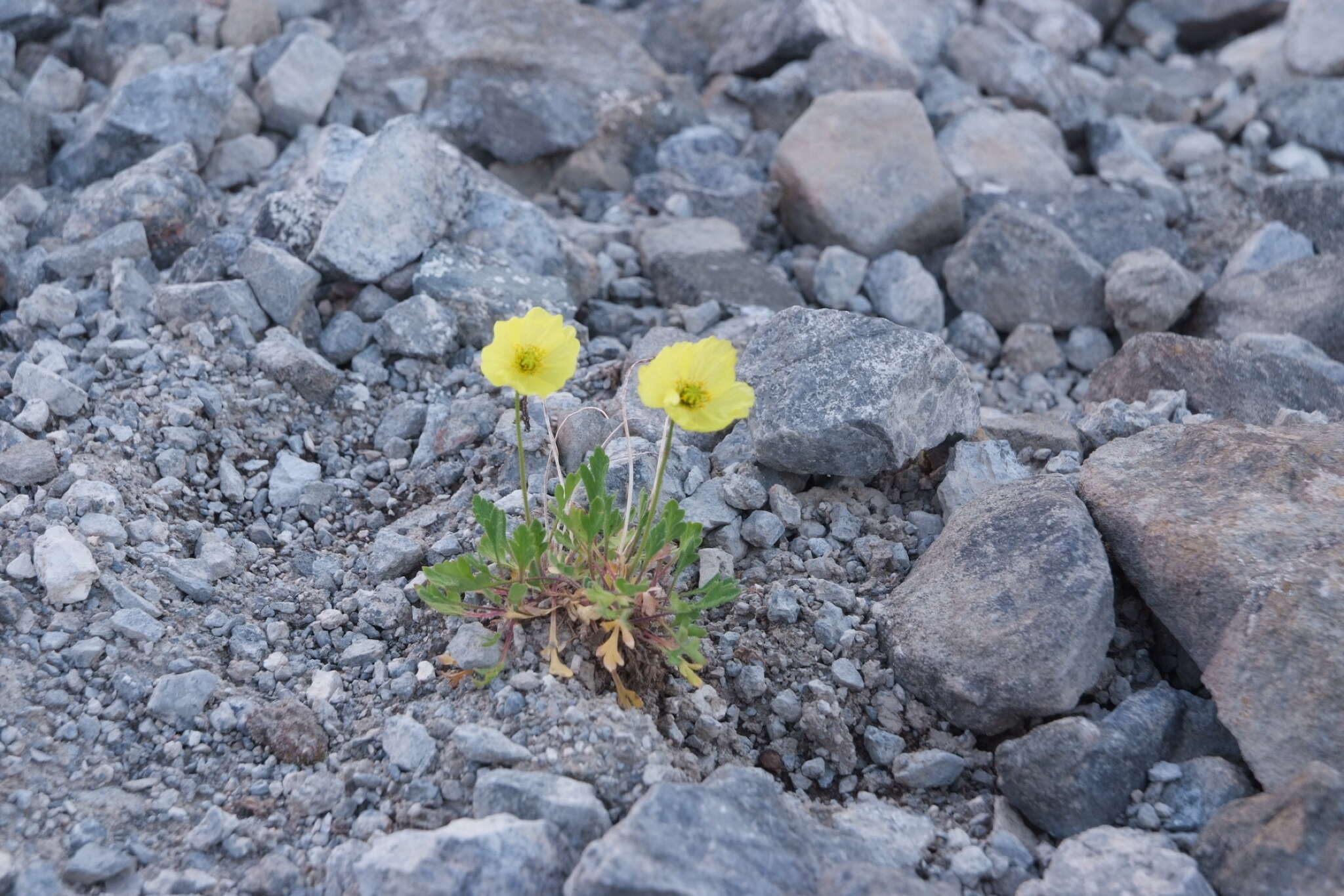 Image of Papaver pulvinatum A. Tolmatch.