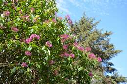 Image of shrubby fuchsia