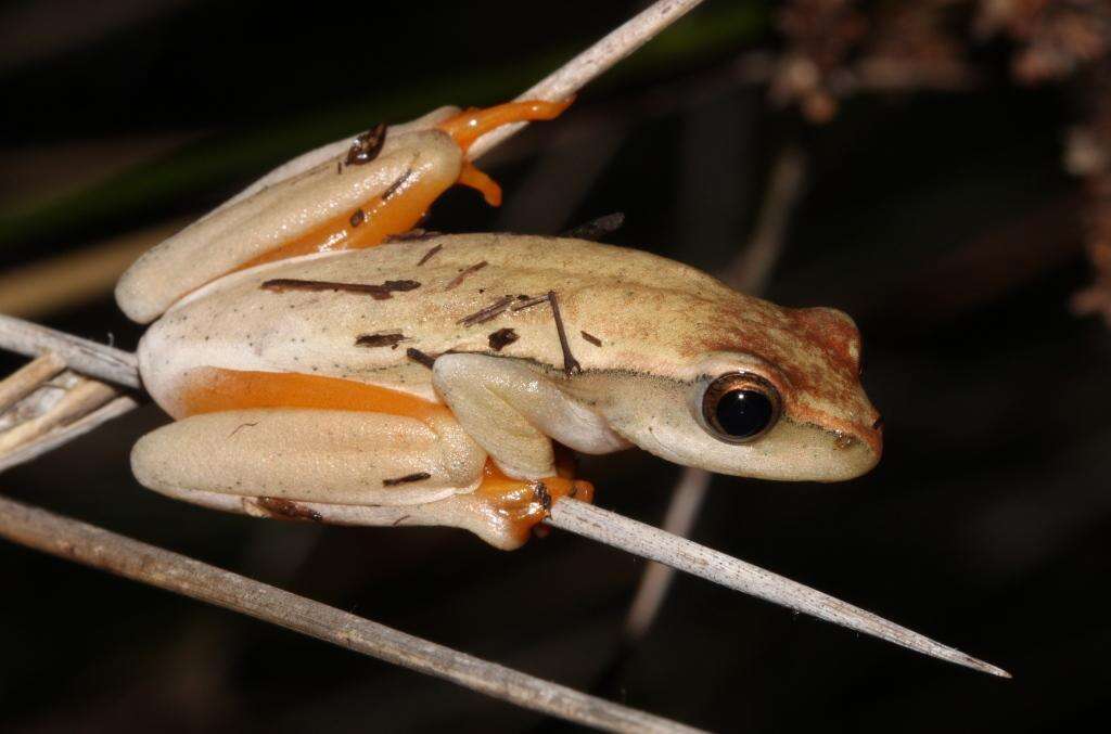 Image of Arum lily frog