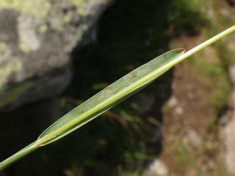 صورة Helictochloa versicolor (Vill.) Romero Zarco