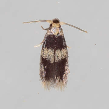 Image of Stigmella nigriverticella (Chambers 1875) Newton et al. 1982