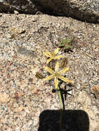 Sivun Triteleia ixioides (Dryand. ex W. T. Aiton) Greene kuva