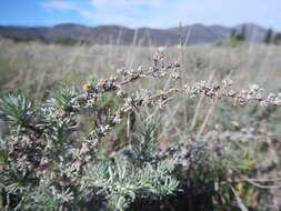 Image of <i>Helichrysum <i>asperum</i></i> var. asperum