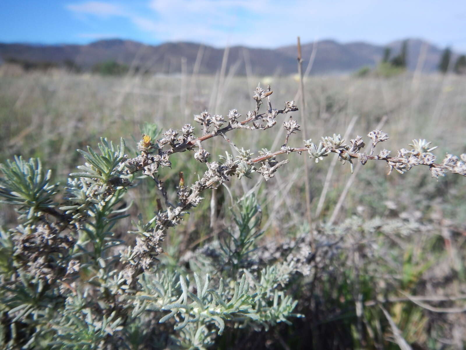 Image of <i>Helichrysum <i>asperum</i></i> var. asperum