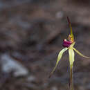 Image of Robust spider orchid