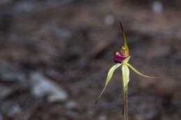 Caladenia valida (Nicholls) M. A. Clem. & D. L. Jones的圖片