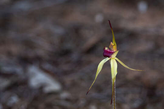 Image of Robust spider orchid