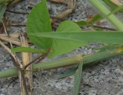 Takydromus sexlineatus ocellatus Cuvier 1829的圖片