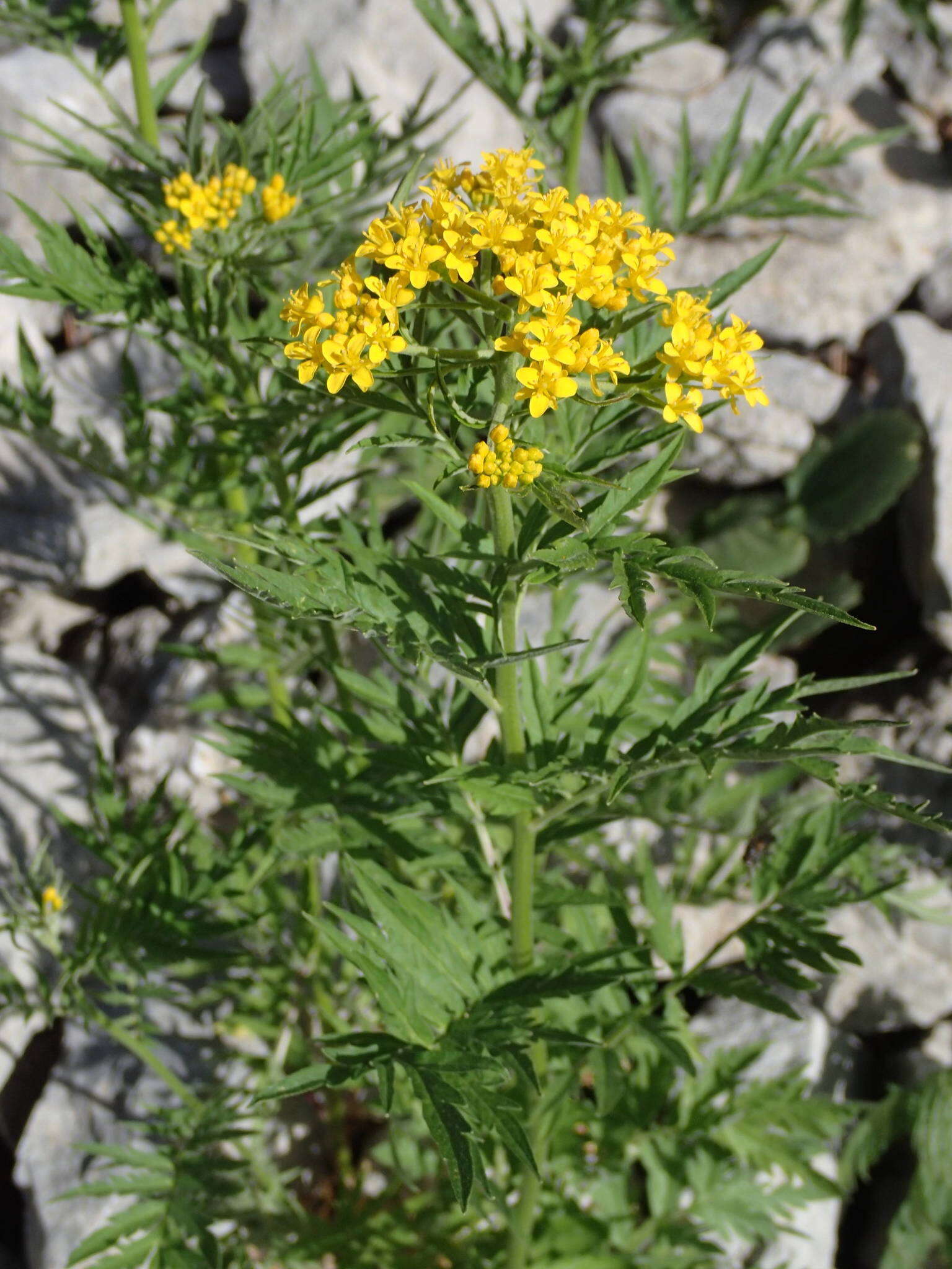 Image of Descurainia tanacetifolia (L.) Prantl