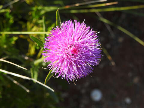 Image of Klasea baetica subsp. lusitanica