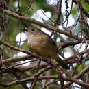 Image of Norfolk Golden Whistler