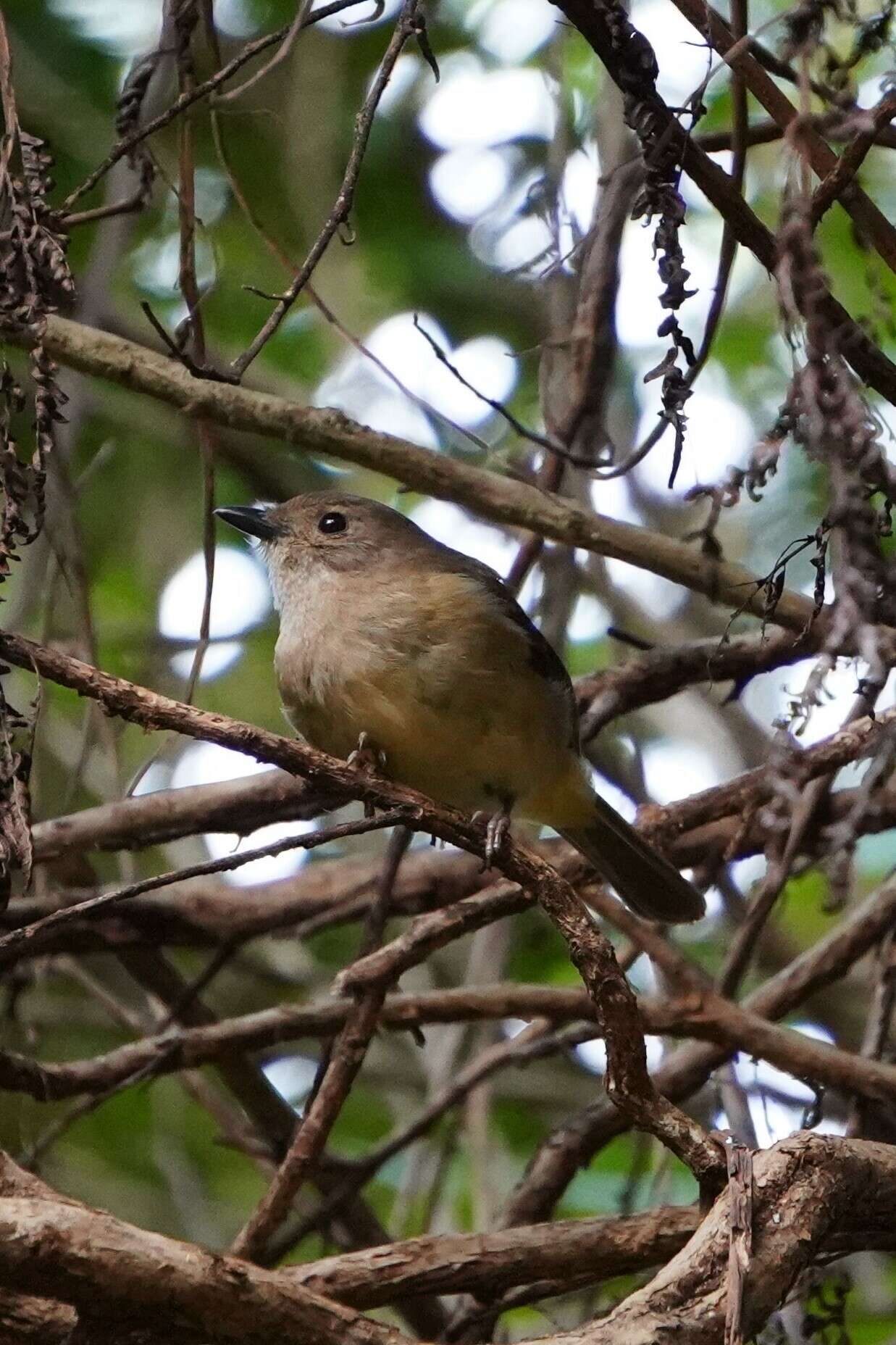 Imagem de Pachycephala pectoralis xanthoprocta Gould 1838