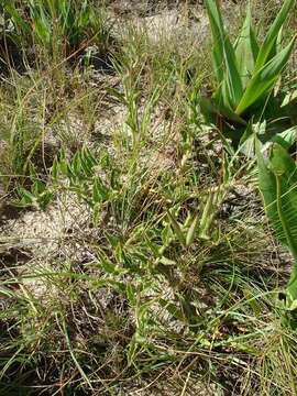 Image of Ceropegia foetidissima Bruyns