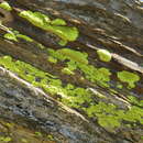 Image of cracked lichen