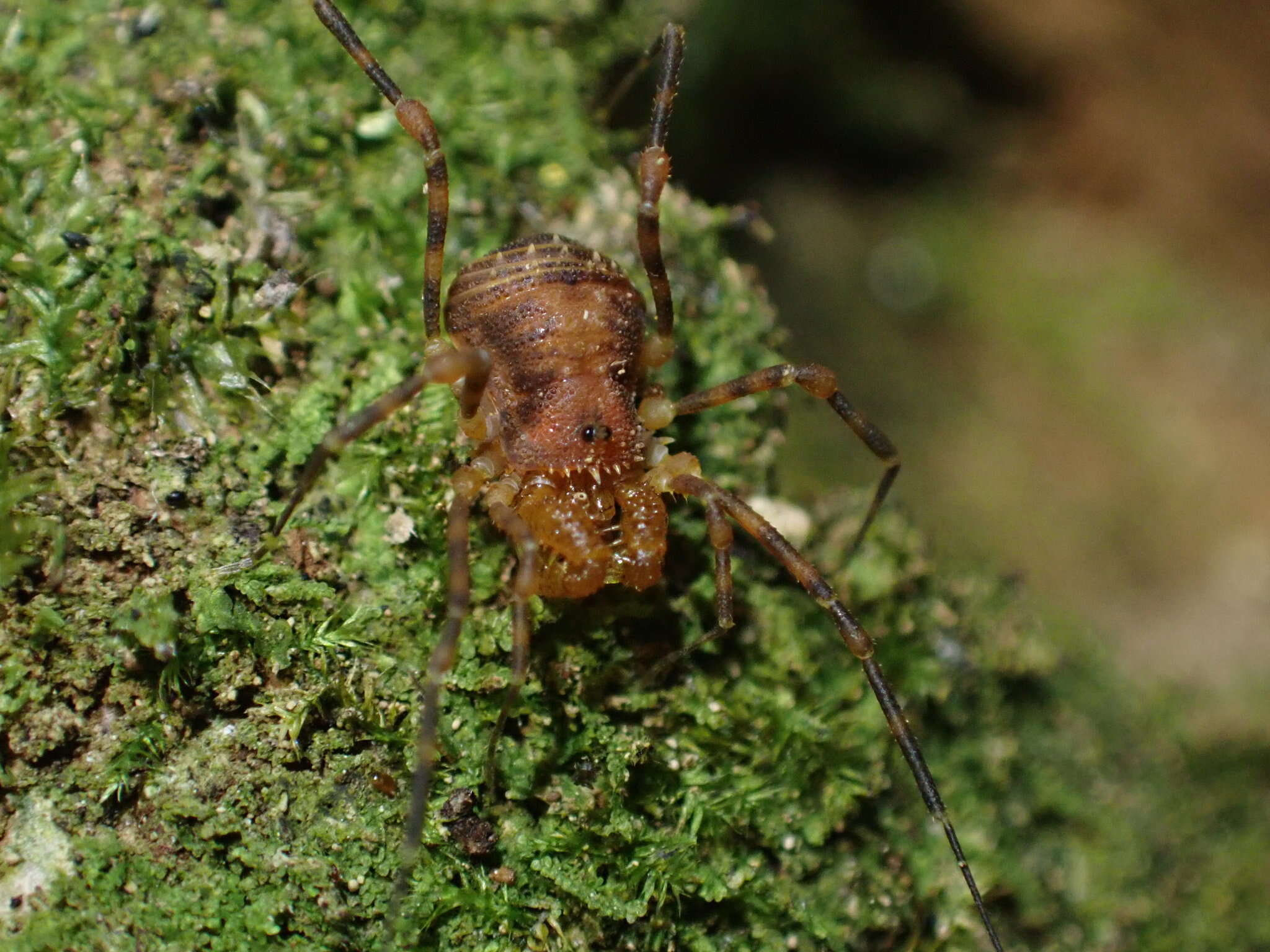 Image de Prasma tuberculata mearosa Forster 1954