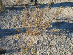 Image of Encelia laciniata Vasey & Rose