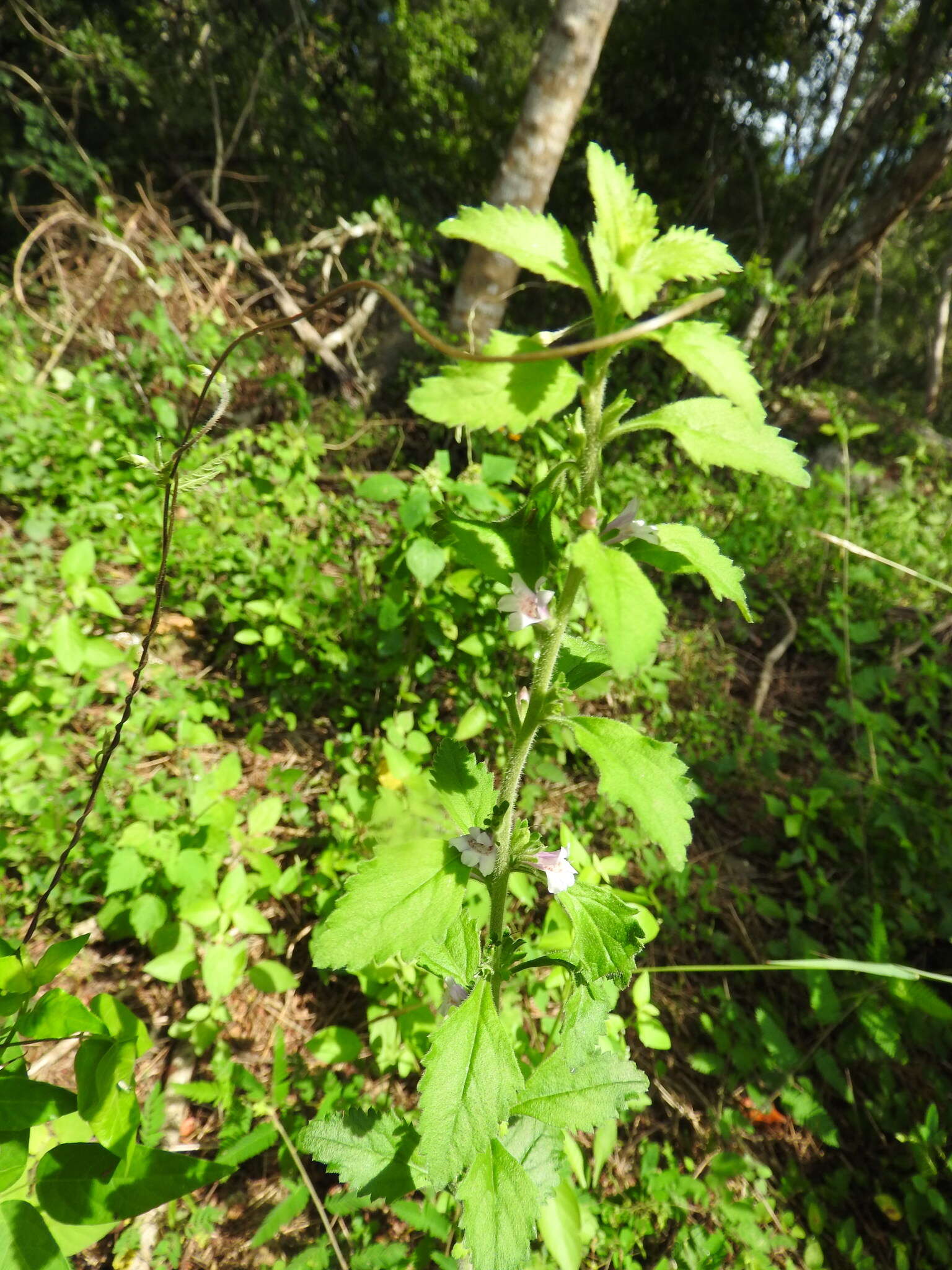 Image of Capraria frutescens (Mill.) Britton