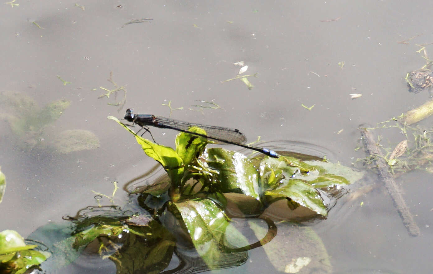 Image of Neotropical Bluet