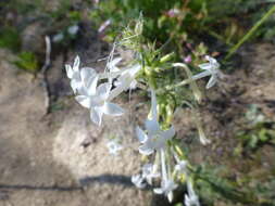 Image of scarlet gilia