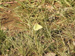 Image of Scudder's Sulphur