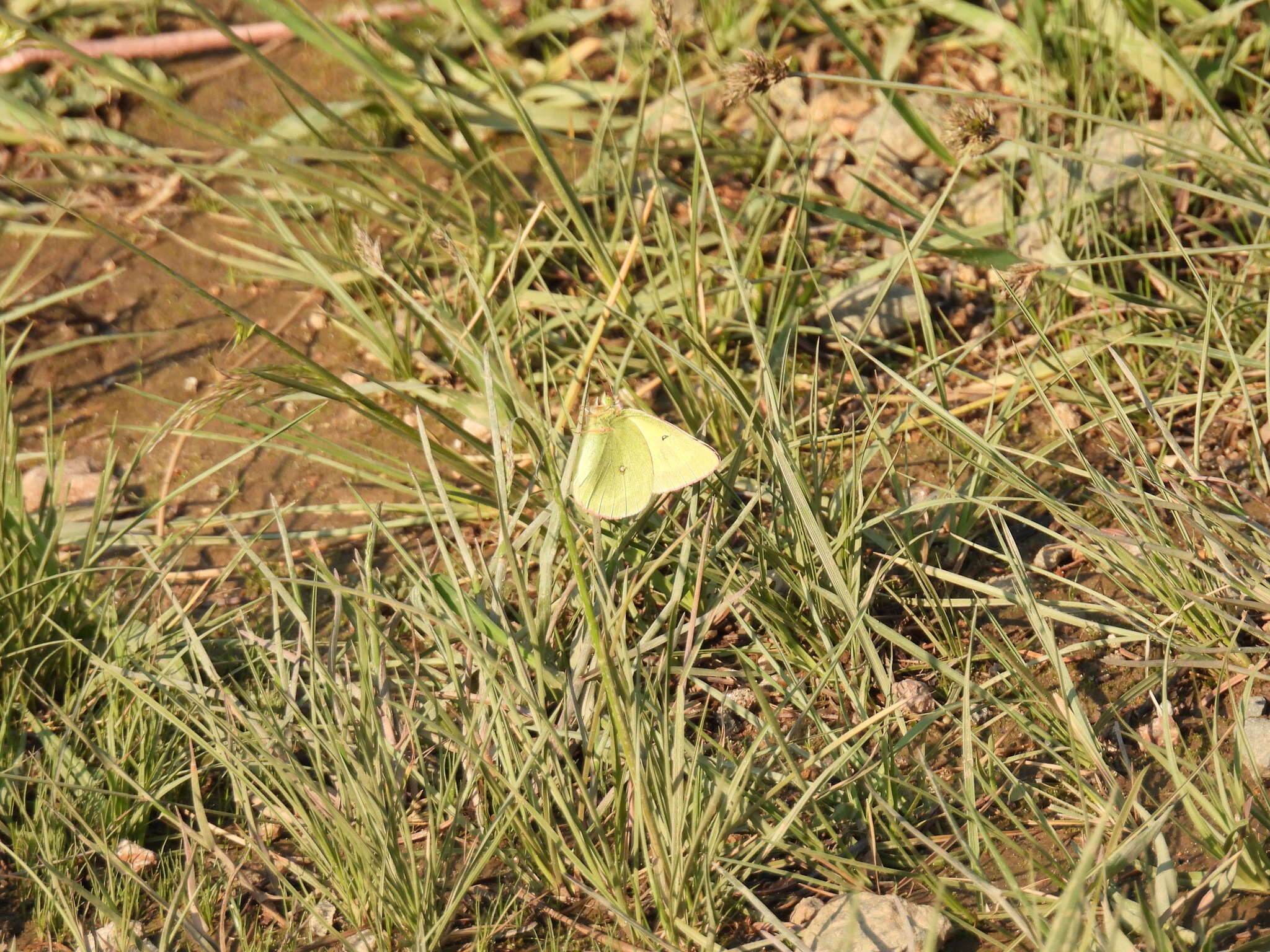 Image of Scudder's Sulphur