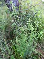 Image of clustered bushmint