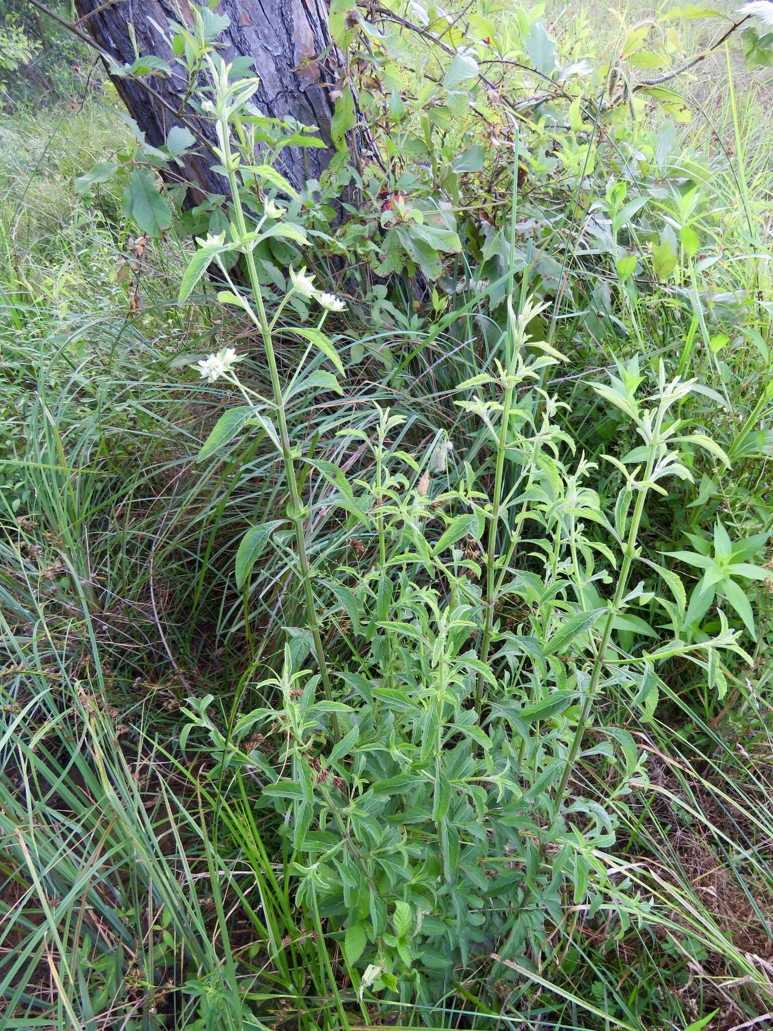 Image of clustered bushmint