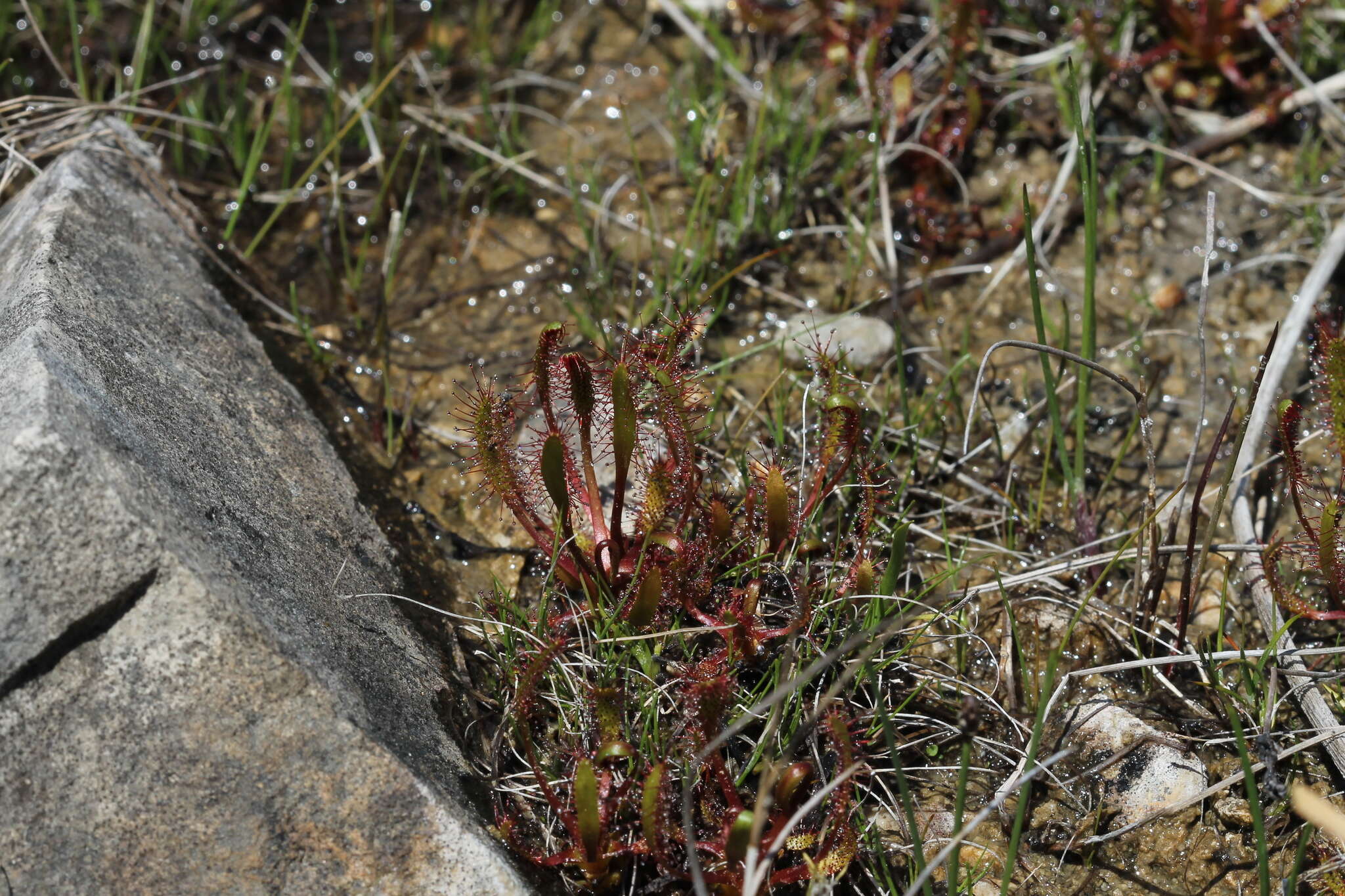 Image of slenderleaf sundew