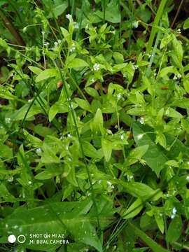 Imagem de Myosotis sparsiflora Pohl