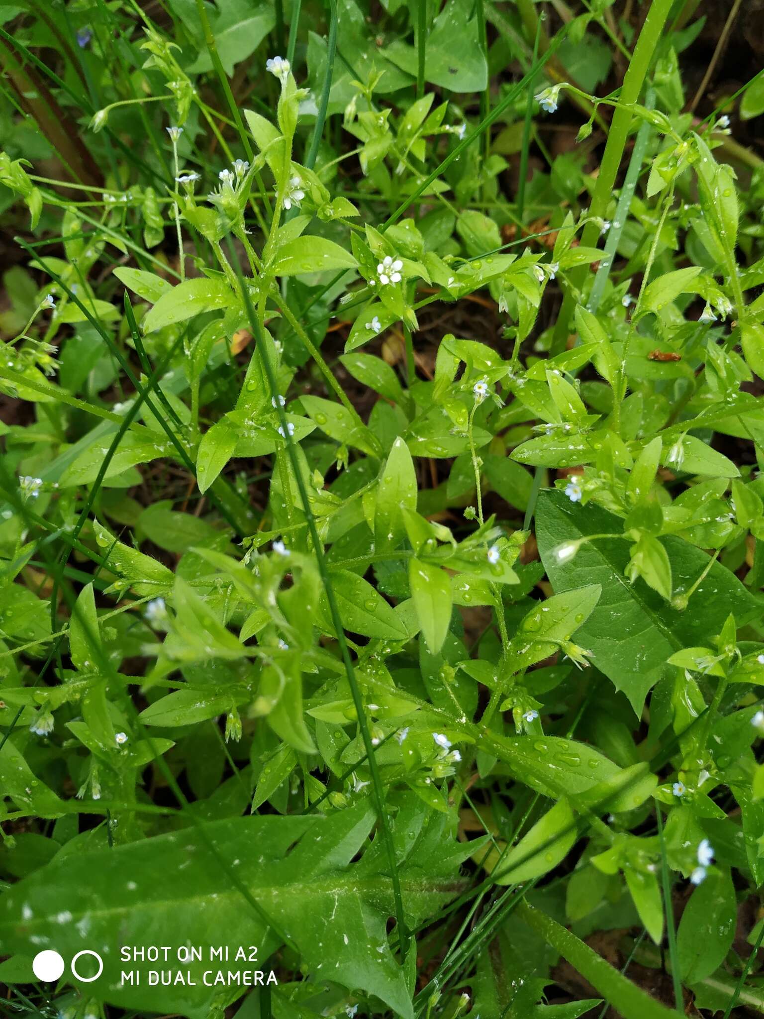 Image of Myosotis sparsiflora Pohl