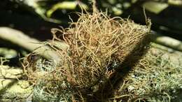 Image of beard lichen