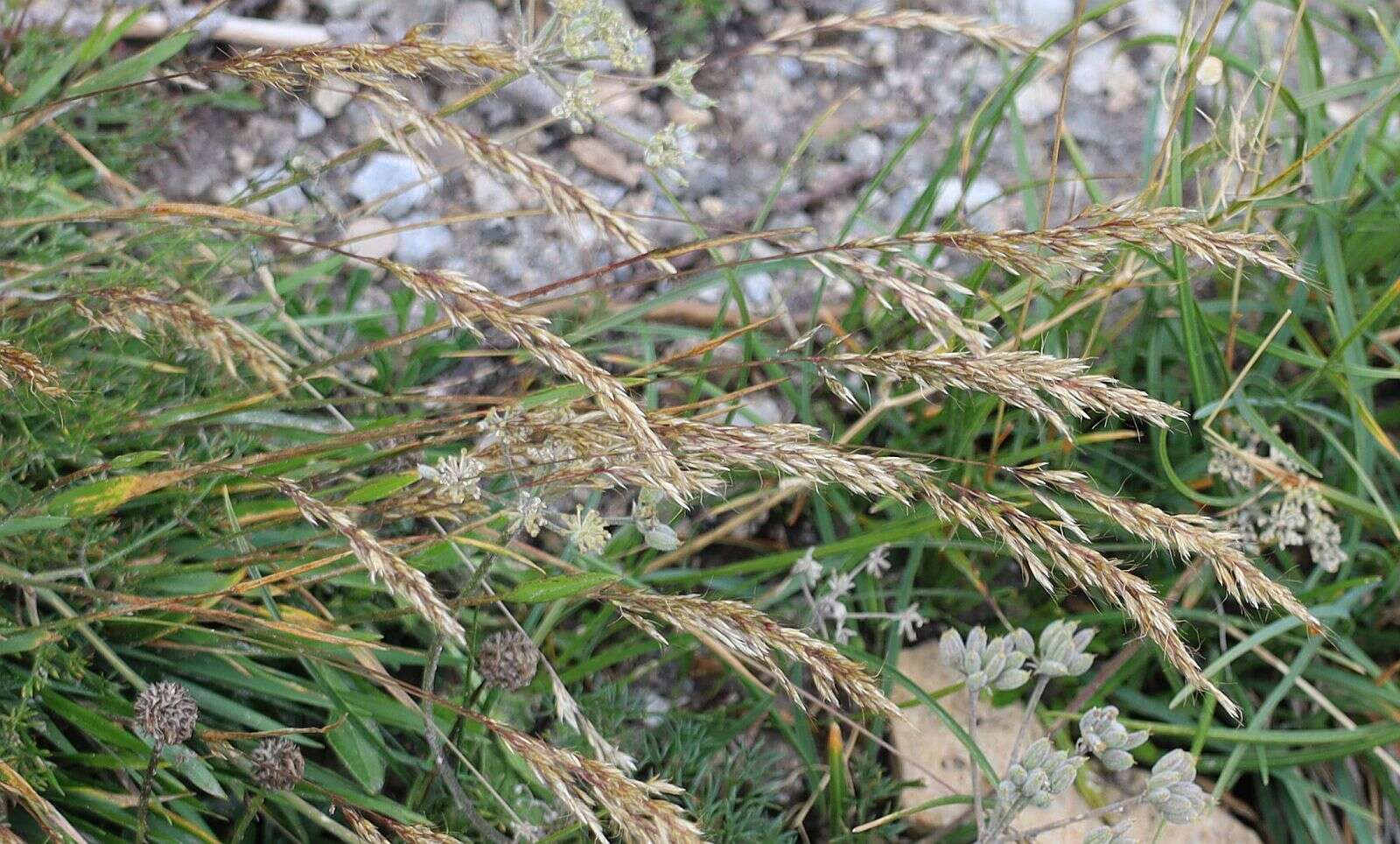 Plancia ëd Trisetum alpestre (Host) P. Beauv.