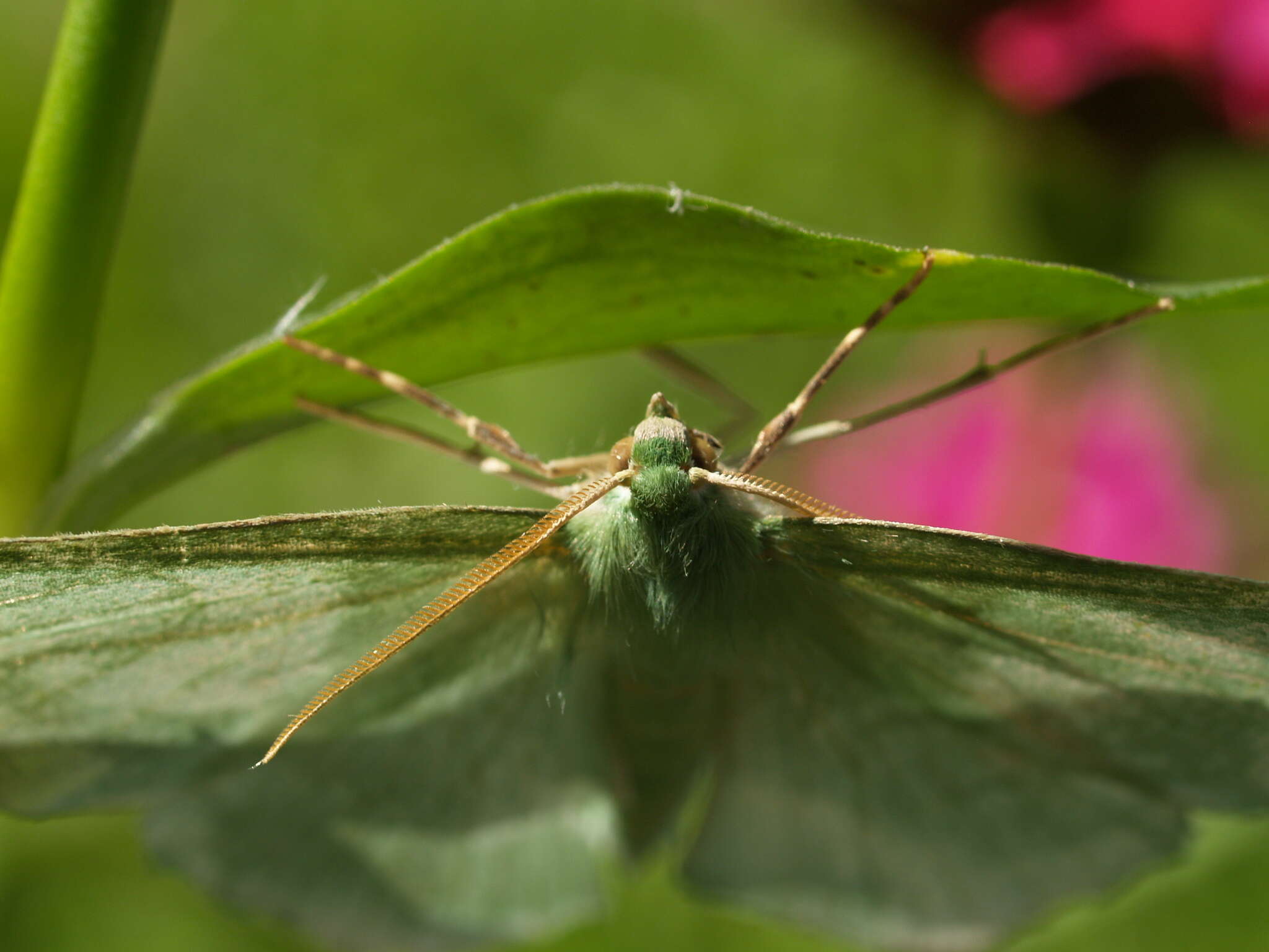 Imagem de Geometra papilionaria Linnaeus 1758