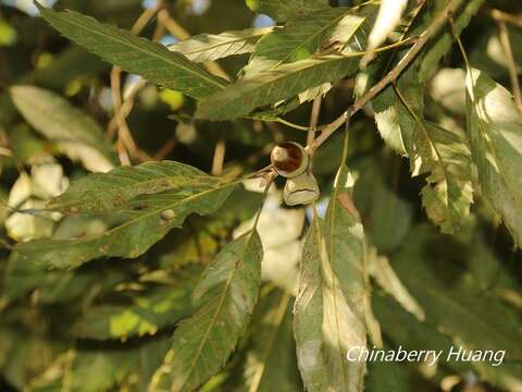 Imagem de Quercus stenophylloides Hayata