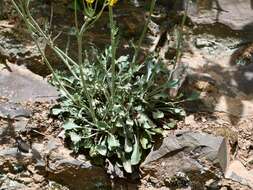 Image of shale barren ragwort