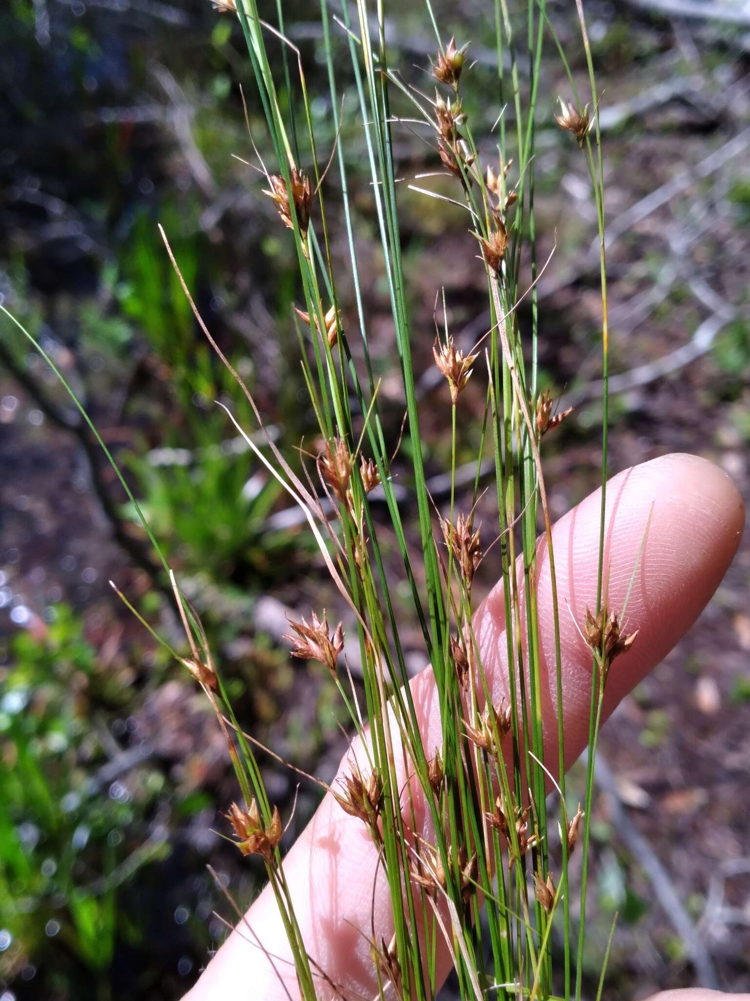 صورة Rhynchospora filifolia A. Gray