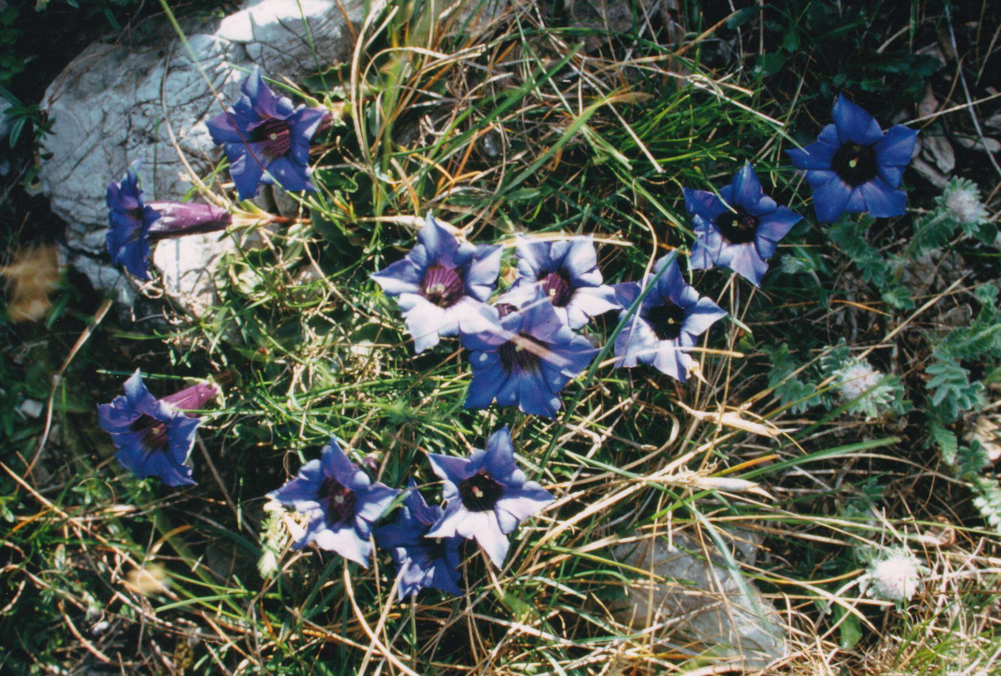 Gentiana ligustica R. de Vilmorin & Chopinet的圖片