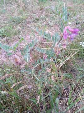 Image of Vicia pannonica subsp. striata